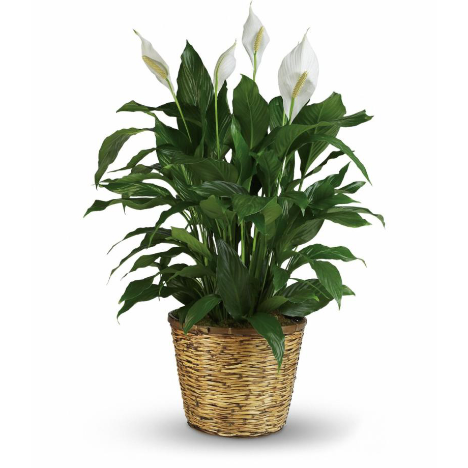 Peace Lily 10"
