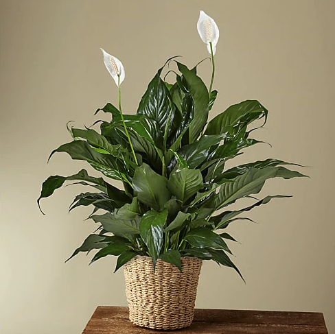 Peace lily Plant 10"