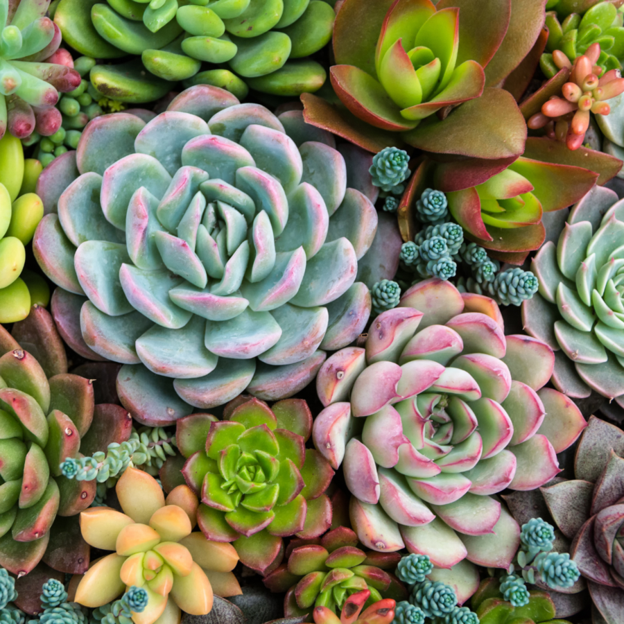 Sensitive Succulents