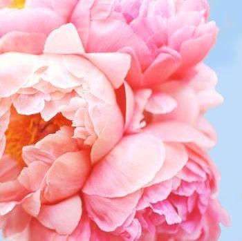 Perfect Petals